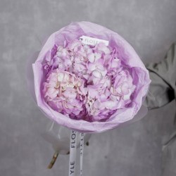 gortenziya 3 sht sirenevaya gortenziya 7